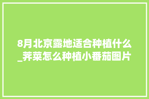 8月北京露地适合种植什么_荠菜怎么种植小番茄图片大全