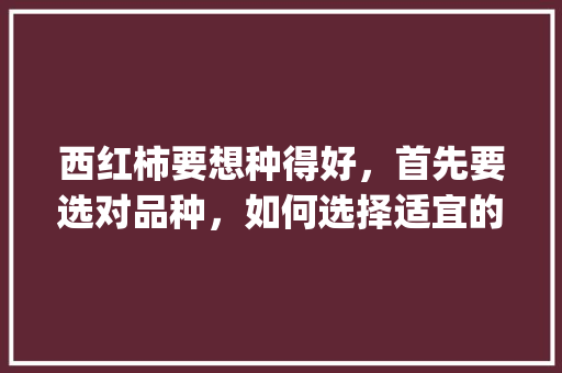 西红柿要想种得好，首先要选对品种，如何选择适宜的西红柿品种_怎么选择番茄苗种植方法