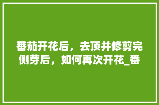 番茄开花后，去顶并修剪完侧芽后，如何再次开花_番茄开花后怎么种植视频