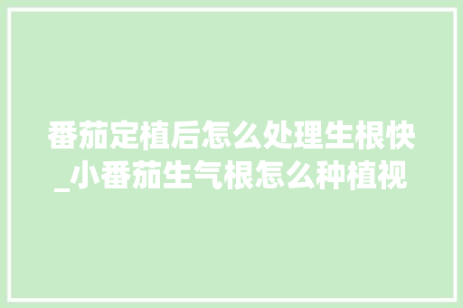 番茄定植后怎么处理生根快_小番茄生气根怎么种植视频 番茄定植后怎么处理生根快_小番茄生气根怎么种植视频 种植技巧