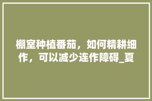 棚室种植番茄，如何精耕细作，可以减少连作障碍_夏天菜园番茄怎么种植的呢 棚室种植番茄，如何精耕细作，可以减少连作障碍_夏天菜园番茄怎么种植的呢 种植技巧