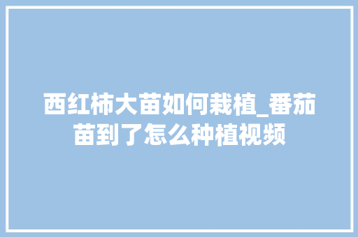 西红柿大苗如何栽植_番茄苗到了怎么种植视频 西红柿大苗如何栽植_番茄苗到了怎么种植视频 植物种类