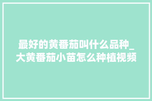 最好的黄番茄叫什么品种_大黄番茄小苗怎么种植视频