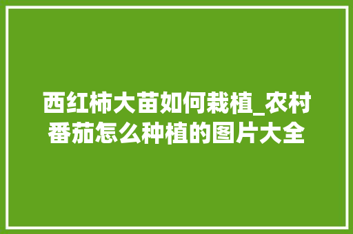 西红柿大苗如何栽植_农村番茄怎么种植的图片大全 西红柿大苗如何栽植_农村番茄怎么种植的图片大全 农业常识