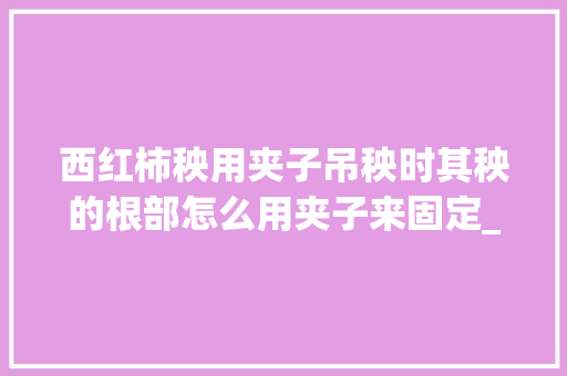 西红柿秧用夹子吊秧时其秧的根部怎么用夹子来固定_番茄种植夹子怎么用图解视频