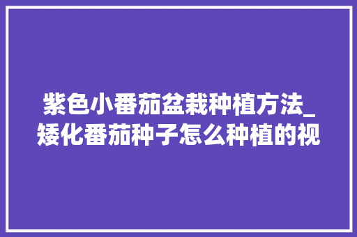 紫色小番茄盆栽种植方法_矮化番茄种子怎么种植的视频 紫色小番茄盆栽种植方法_矮化番茄种子怎么种植的视频 土壤施肥
