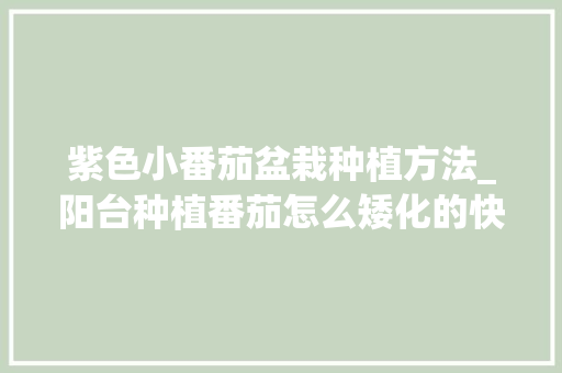 紫色小番茄盆栽种植方法_阳台种植番茄怎么矮化的快 紫色小番茄盆栽种植方法_阳台种植番茄怎么矮化的快 土壤施肥