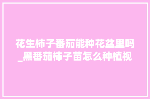 花生柿子番茄能种花盆里吗_黑番茄柿子苗怎么种植视频