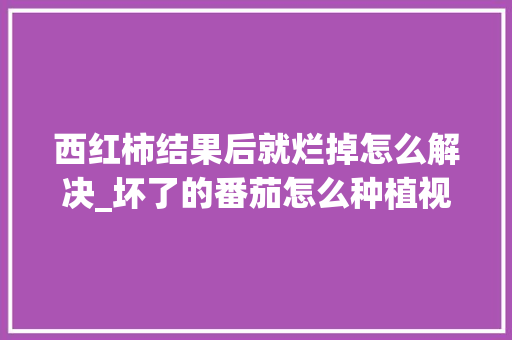 西红柿结果后就烂掉怎么解决_坏了的番茄怎么种植视频