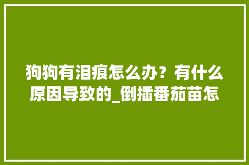狗狗有泪痕怎么办？有什么原因导致的_倒插番茄苗怎么种植视频