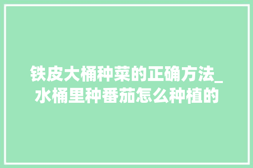 铁皮大桶种菜的正确方法_水桶里种番茄怎么种植的 铁皮大桶种菜的正确方法_水桶里种番茄怎么种植的 番茄种植技巧