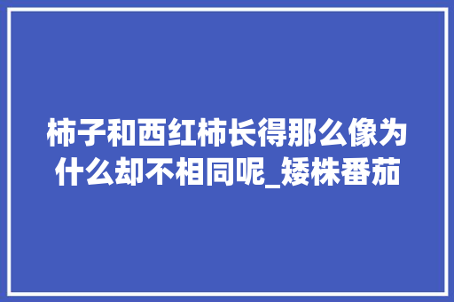 柿子和西红柿长得那么像为什么却不相同呢_矮株番茄怎么种植技术视频 柿子和西红柿长得那么像为什么却不相同呢_矮株番茄怎么种植技术视频 种植技巧