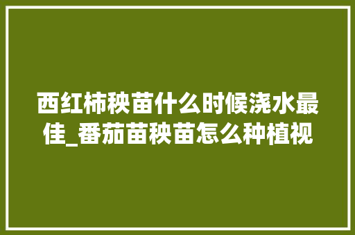 西红柿秧苗什么时候浇水最佳_番茄苗秧苗怎么种植视频 西红柿秧苗什么时候浇水最佳_番茄苗秧苗怎么种植视频 番茄种植技巧