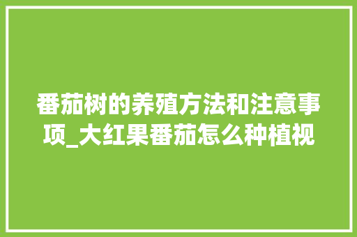 番茄树的养殖方法和注意事项_大红果番茄怎么种植视频