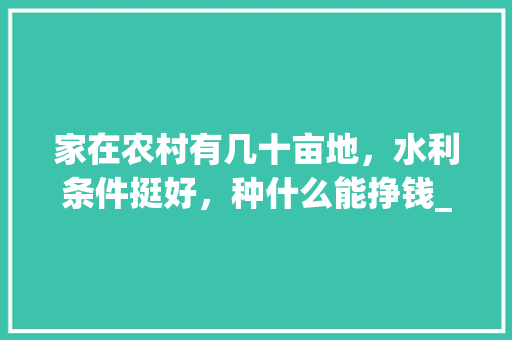 家在农村有几十亩地，水利条件挺好，种什么能挣钱_番茄包包种草怎么种植的视频 家在农村有几十亩地，水利条件挺好，种什么能挣钱_番茄包包种草怎么种植的视频 番茄种植技巧