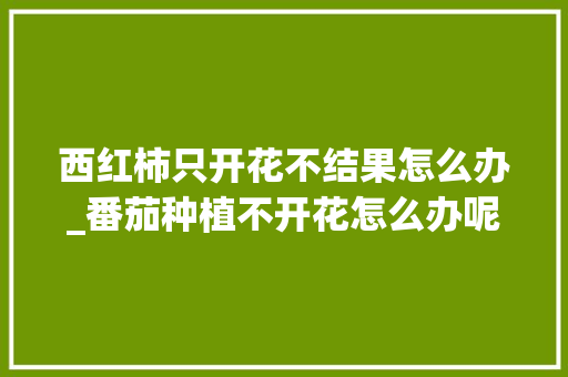 西红柿只开花不结果怎么办_番茄种植不开花怎么办呢视频