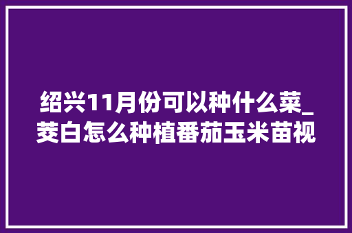 绍兴11月份可以种什么菜_茭白怎么种植番茄玉米苗视频