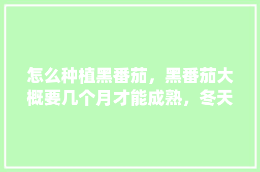 怎么种植黑番茄，黑番茄大概要几个月才能成熟，冬天怎么种植_小黑番茄种子怎么种植视频
