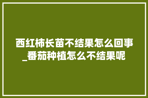 西红柿长苗不结果怎么回事_番茄种植怎么不结果呢