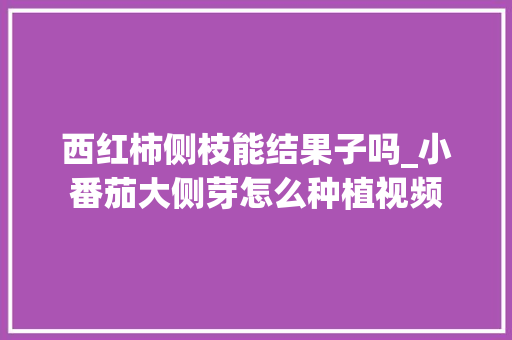 西红柿侧枝能结果子吗_小番茄大侧芽怎么种植视频
