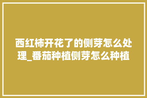 西红柿开花了的侧芽怎么处理_番茄种植侧芽怎么种植视频
