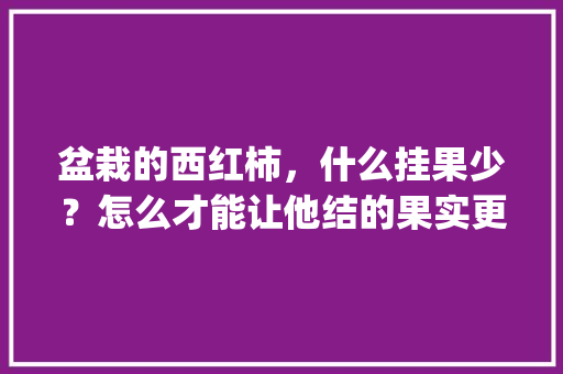 盆栽的西红柿，什么挂果少？怎么才能让他结的果实更多_番茄怎么种植不施肥呢 盆栽的西红柿，什么挂果少？怎么才能让他结的果实更多_番茄怎么种植不施肥呢 农业常识