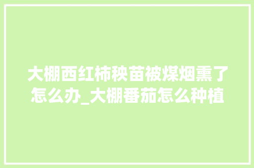 大棚西红柿秧苗被煤烟熏了怎么办_大棚番茄怎么种植视频教程 花朵知识 大棚西红柿秧苗被煤烟熏了怎么办_大棚番茄怎么种植视频教程 大棚西红柿秧苗被煤烟熏了怎么办_大棚番茄怎么种植视频教程 花朵知识
