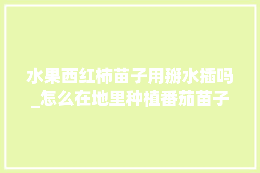 水果西红柿苗子用掰水插吗_怎么在地里种植番茄苗子视频