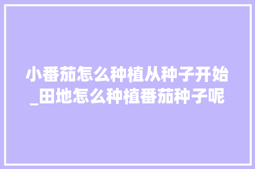 小番茄怎么种植从种子开始_田地怎么种植番茄种子呢 小番茄怎么种植从种子开始_田地怎么种植番茄种子呢 番茄种植技巧