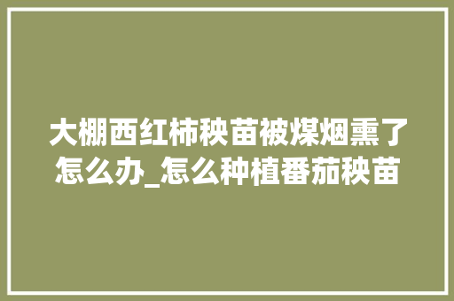 大棚西红柿秧苗被煤烟熏了怎么办_怎么种植番茄秧苗视频教程 大棚西红柿秧苗被煤烟熏了怎么办_怎么种植番茄秧苗视频教程 农业常识