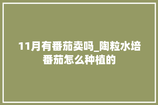 11月有番茄卖吗_陶粒水培番茄怎么种植的