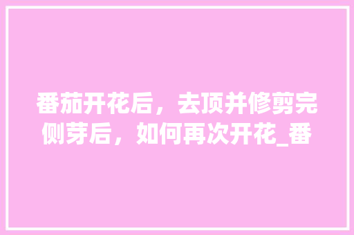 番茄开花后，去顶并修剪完侧芽后，如何再次开花_番茄剪下的侧芽怎么种植视频