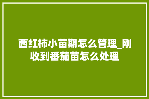 西红柿小苗期怎么管理_刚收到番茄苗怎么处理