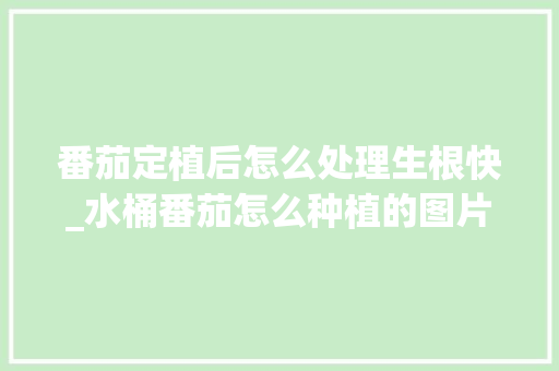 番茄定植后怎么处理生根快_水桶番茄怎么种植的图片 番茄定植后怎么处理生根快_水桶番茄怎么种植的图片 花朵知识