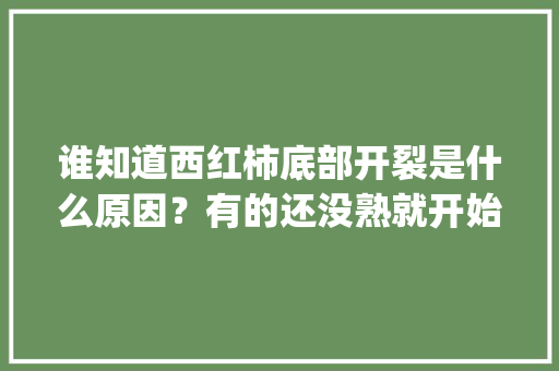 谁知道西红柿底部开裂是什么原因?有的还没熟就开始裂了_种植番茄裂口怎么办视频 农业常识 谁知道西红柿底部开裂是什么原因?有的还没熟就开始裂了_种植番茄裂口怎么办视频 谁知道西红柿底部开裂是什么原因?有的还没熟就开始裂了_种植番茄裂口怎么办视频 农业常识