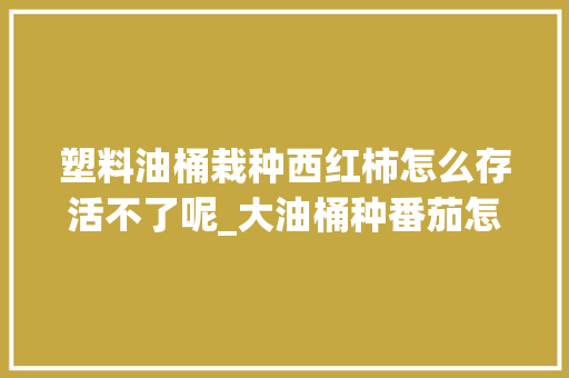 塑料油桶栽种西红柿怎么存活不了呢_大油桶种番茄怎么种植的