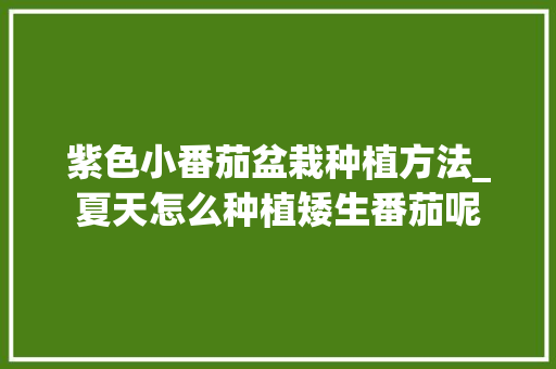 紫色小番茄盆栽种植方法_夏天怎么种植矮生番茄呢