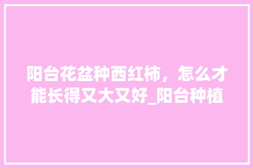 阳台花盆种西红柿，怎么才能长得又大又好_阳台种植番茄怎么追肥呢 阳台花盆种西红柿，怎么才能长得又大又好_阳台种植番茄怎么追肥呢 番茄种植技巧