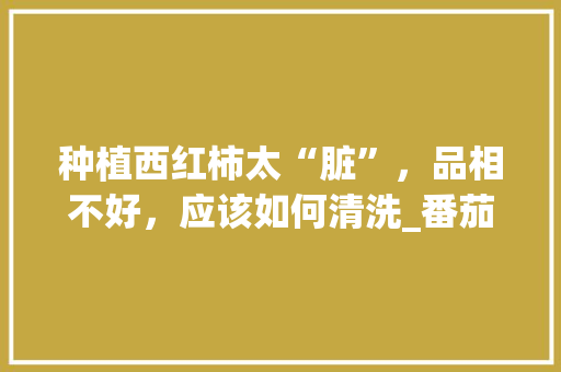 种植西红柿太“脏”，品相不好，应该如何清洗_番茄怎么种植不会落叶呢视频 种植西红柿太“脏”，品相不好，应该如何清洗_番茄怎么种植不会落叶呢视频 农业常识