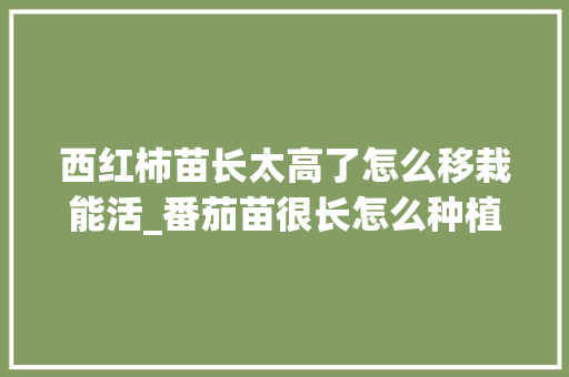 西红柿苗长太高了怎么移栽能活_番茄苗很长怎么种植方法视频