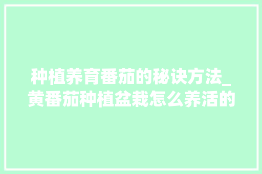 种植养育番茄的秘诀方法_黄番茄种植盆栽怎么养活的 种植养育番茄的秘诀方法_黄番茄种植盆栽怎么养活的 种植技巧