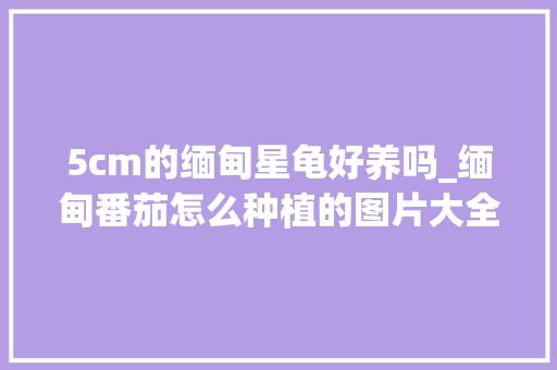 5cm的缅甸星龟好养吗_缅甸番茄怎么种植的图片大全