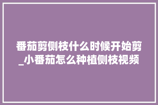 番茄剪侧枝什么时候开始剪_小番茄怎么种植侧枝视频