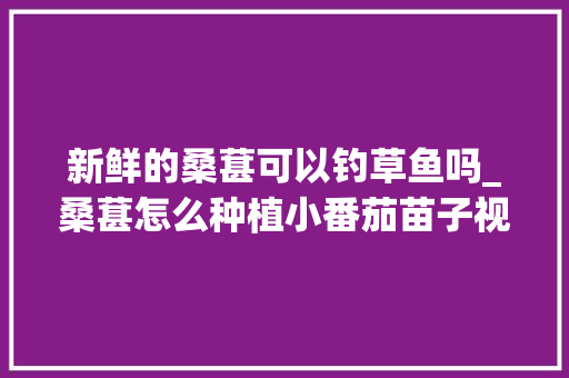新鲜的桑葚可以钓草鱼吗_桑葚怎么种植小番茄苗子视频 新鲜的桑葚可以钓草鱼吗_桑葚怎么种植小番茄苗子视频 花朵知识