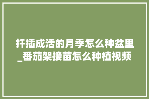 扦插成活的月季怎么种盆里_番茄架接苗怎么种植视频教程