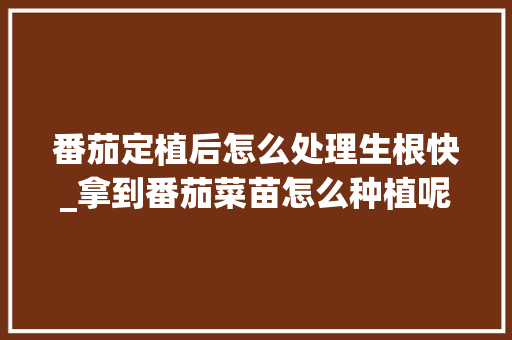 番茄定植后怎么处理生根快_拿到番茄菜苗怎么种植呢视频