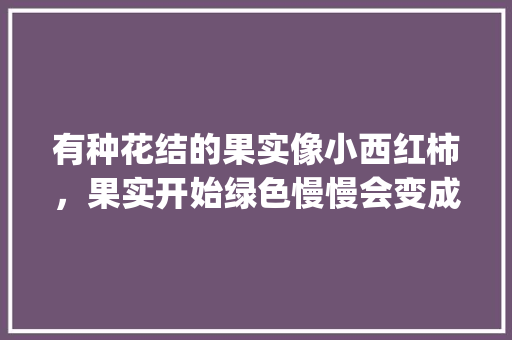 有种花结的果实像小西红柿，果实开始绿色慢慢会变成红色果实里面全是种子,这种植物叫什么_橙色番茄种子怎么种植的 有种花结的果实像小西红柿，果实开始绿色慢慢会变成红色果实里面全是种子,这种植物叫什么_橙色番茄种子怎么种植的 农业常识
