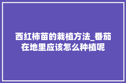 西红柿苗的栽植方法_番茄在地里应该怎么种植呢