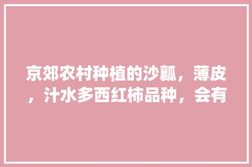 京郊农村种植的沙瓤，薄皮，汁水多西红柿品种，会有人购买吗_新疆沙瓤小番茄怎么种植的