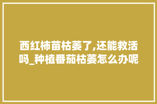 西红柿苗枯萎了,还能救活吗_种植番茄枯萎怎么办呢
